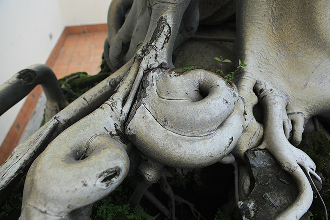 Cây bồ đề có bộ rễ ảo diệu, có tiền thiếu duyên cũng không mua được